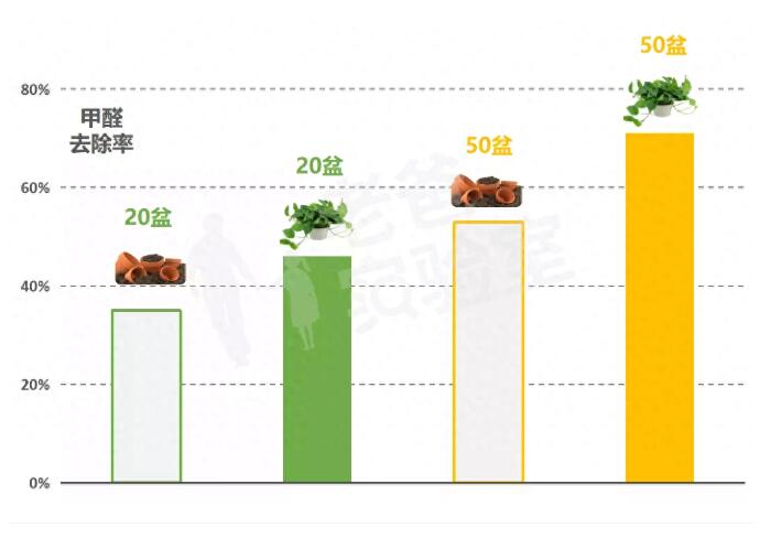 公司用綠蘿除甲醛，到底靠不靠譜？